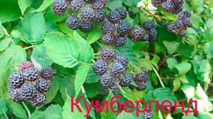 Ягоды ежевики Торнлес Эвергрин