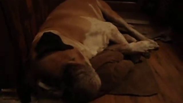 Спят усталые собаки 2