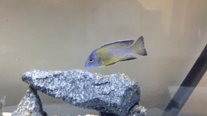 Aulonocara stuartgranti "Blue Neon"