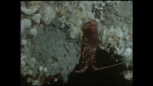 Одиссея Жака Кусто 1 сезон 12 серия (документальный сериал, 1966 – 1987)