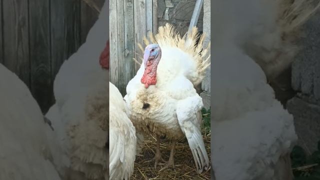 Зачем  ХВОСТ ? Зачем они его распускают? ТГК - DanilaFermer #shorts #индюки #farmlive #втоп #рек