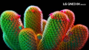 LG QNED 8K Demo Video : Shine 8K HDR