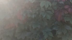 3 Сентября. День Рождения бабушки. Кошки на даче. Я мангальщик.