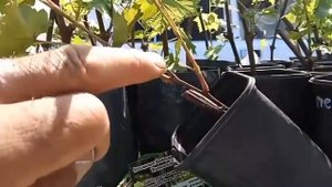 Рекомендации к посадке винограда в Ульяновской области