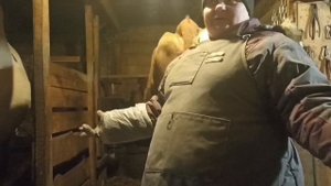 Немного о коровах: кто то осеменился, кому то скоро телиться, а кого то надо проверить на стельность