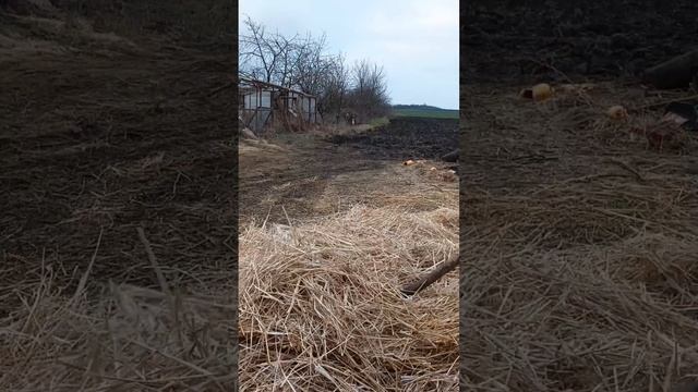 ежедневная рутина. ТГК - DanilaFermer #farming #farmlive #деревня #shorts #работа #врек #втоп #быки