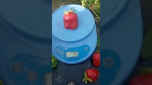 Клубника РОКСАНА. "Старички" не сдают своих позиций !  Сорт короткого светового дня.