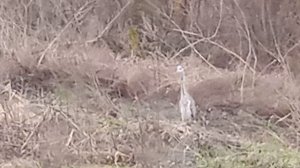 цапля ходит по участку