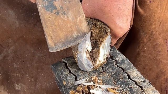 爽！小毛驢被“畸形蹄子”折磨，走路一瘸一拐！師父一刀切掉蹄子後，毛驢輕鬆了！過程看著神解壓 смотреть онлайн