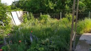 Наша дача.Арка для жимолости.