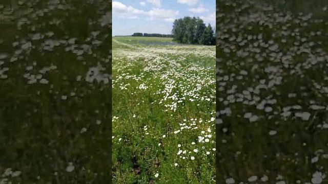 ромашковое поле))