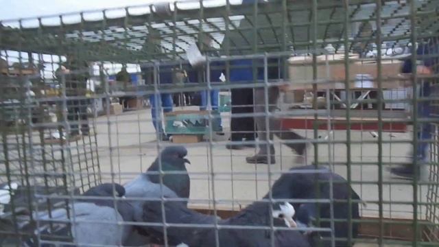 Выставка голубей г.Тула 21.12.2019 смотреть онлайн