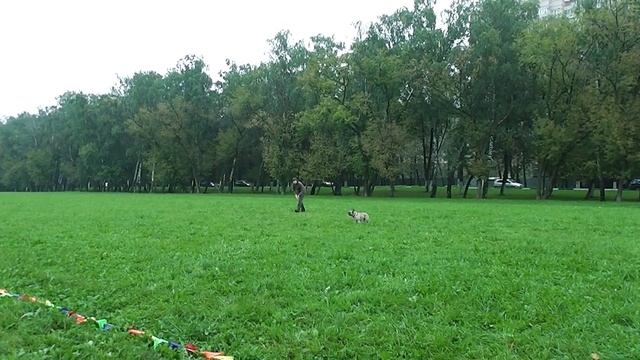 Frisbee Freestyle Гизатулина Алия фр. бульдог Барри смотреть онлайн