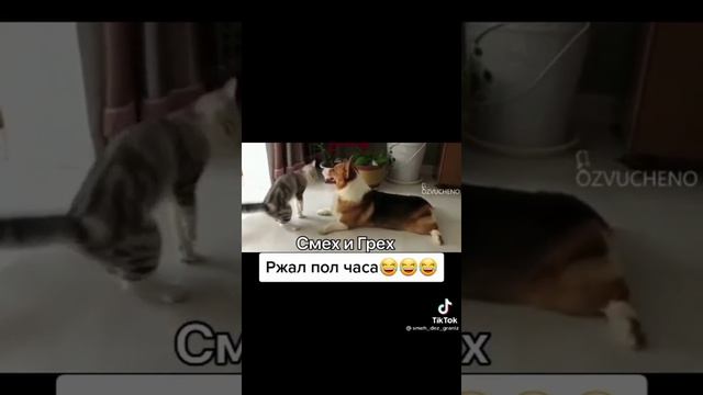 Кот порвёт за молочко! 😂😂😂 смотреть онлайн