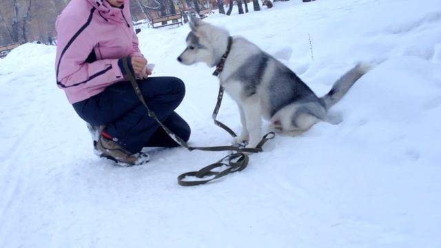 Хаски Хантер. Выполнение команд дома и на улице. смотреть онлайн