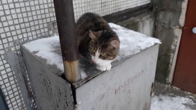 Кот ушастик смотреть онлайн