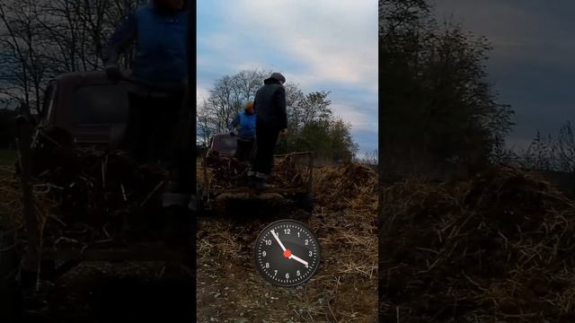 За сколько мы выгрузили прицеп НАВОЗА  Телеграмм : DanilaFermer #shorts