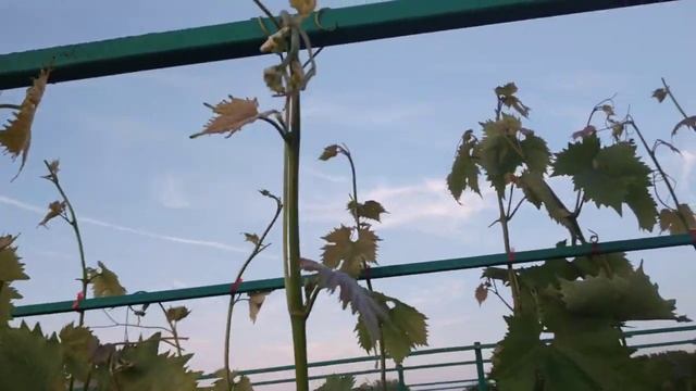 Виноград. Чеканка , результат смотреть онлайн