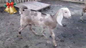 Козлик нубо камори 2 месяца