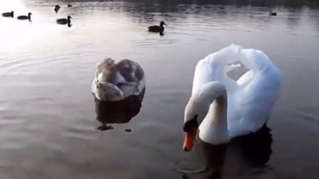 ЗАБЫТЫЕ КОНЦЕРТЫ ОП-24, Концерт 020, Танго в ОП, ч.2, МУЗ. И ИСП. С. ФРУМОВИЧ смотреть онлайн