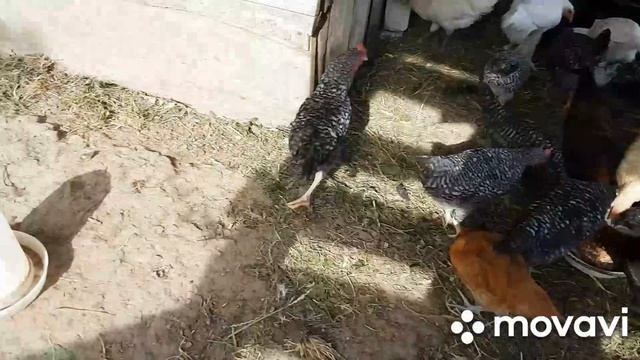 Кормлю кур Рыбой с костями. смотреть онлайн