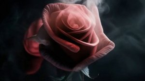 Цветок розы на фоне дыма