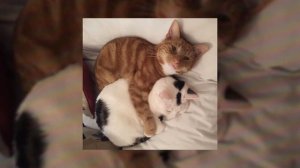 песня Ооеs сквозь мои пальцы тянется лето_speed_up.mp3