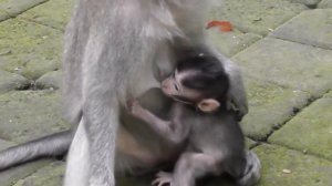 Monyet kecil bermain dan minum susu ibu #MonyetMonkey