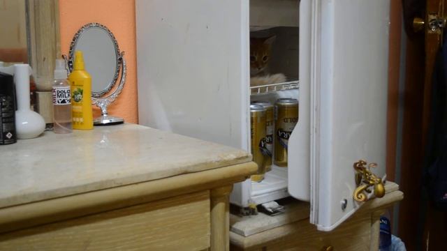 котик просится в  холодильник смотреть онлайн