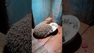 ёж и кот