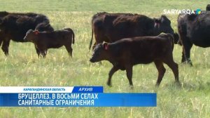 Бруцеллез. В восьми селах санитарные ограничения