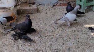 Сельские голуби. 25 06 2023 года, полёт - обзор голубей город Новоалександровск.