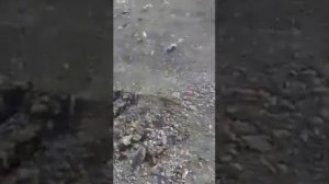 Цыплята вылупились из яиц которые выбросили на свалку