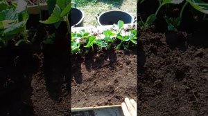 как сохранить саженцы клубники зимой