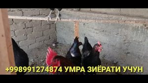 МАНСУРБЕК УЗ ХОНОДОНИДА ХИЗМАТДАМИЗ...(ОХУНОВ ТВ)