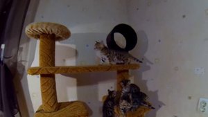 Бенгальским котятам 6 недель