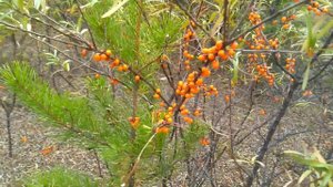 Листья пожелтели птицы улетели осенью осенью