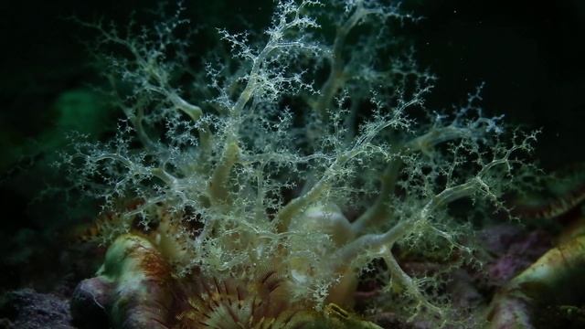 Eggs, Cucumbers & Anemones смотреть онлайн