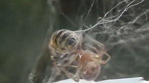 Оса в паутине