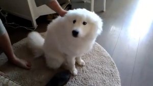 Самоед поет