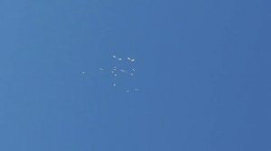 Острогожские турманы. 31.12.2022. Видео 8.