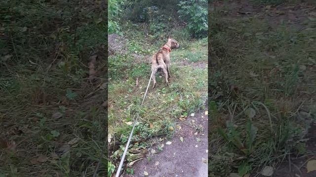 Где гулять с собаками???#americanstaffordshireterrier #гром #животные #американскийстаффорд #питбуль