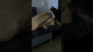 Когда собака будет хозяина