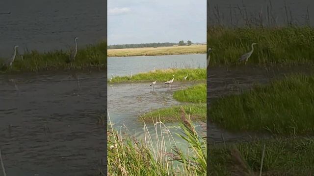 Наш местный алтайский фламинго – целое семейство