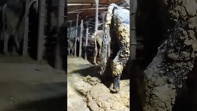 Ответ на советы ТГК - DanilaFermer #shorts #быки #работа #farmlife #farming #втоп