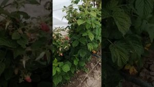 Обзор летнего сорта малины Соколица на 16.07.2024г.