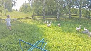 Наши будни!