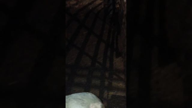 Закончил чистку в свинарнике ТГК-DanilaFermer #хозяйство #farmlive #farming #shorts #рекомендации