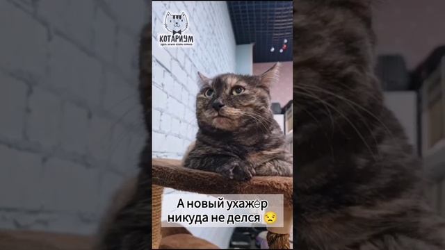 Режим работы котариума 🐈⬛❤️