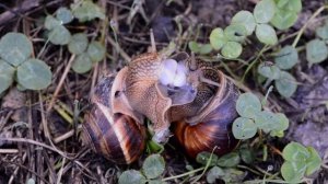 Медленная любовь